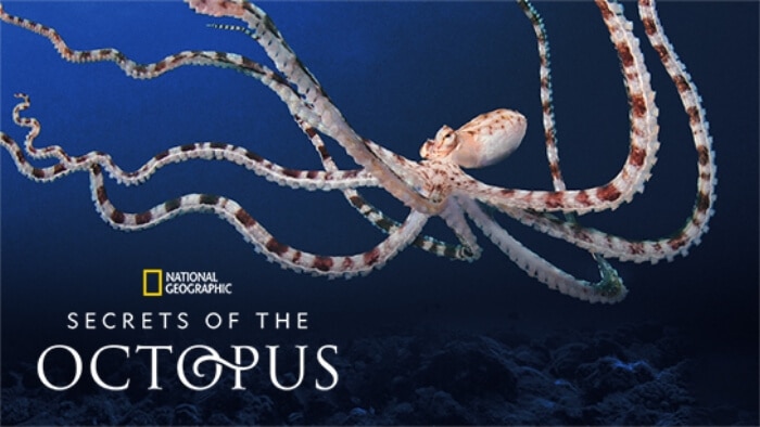 National Geographic Secrets of the Octopus